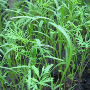 Можно ли сажать укроп рядом с луком: половина огородников ошибается — советы экспертов